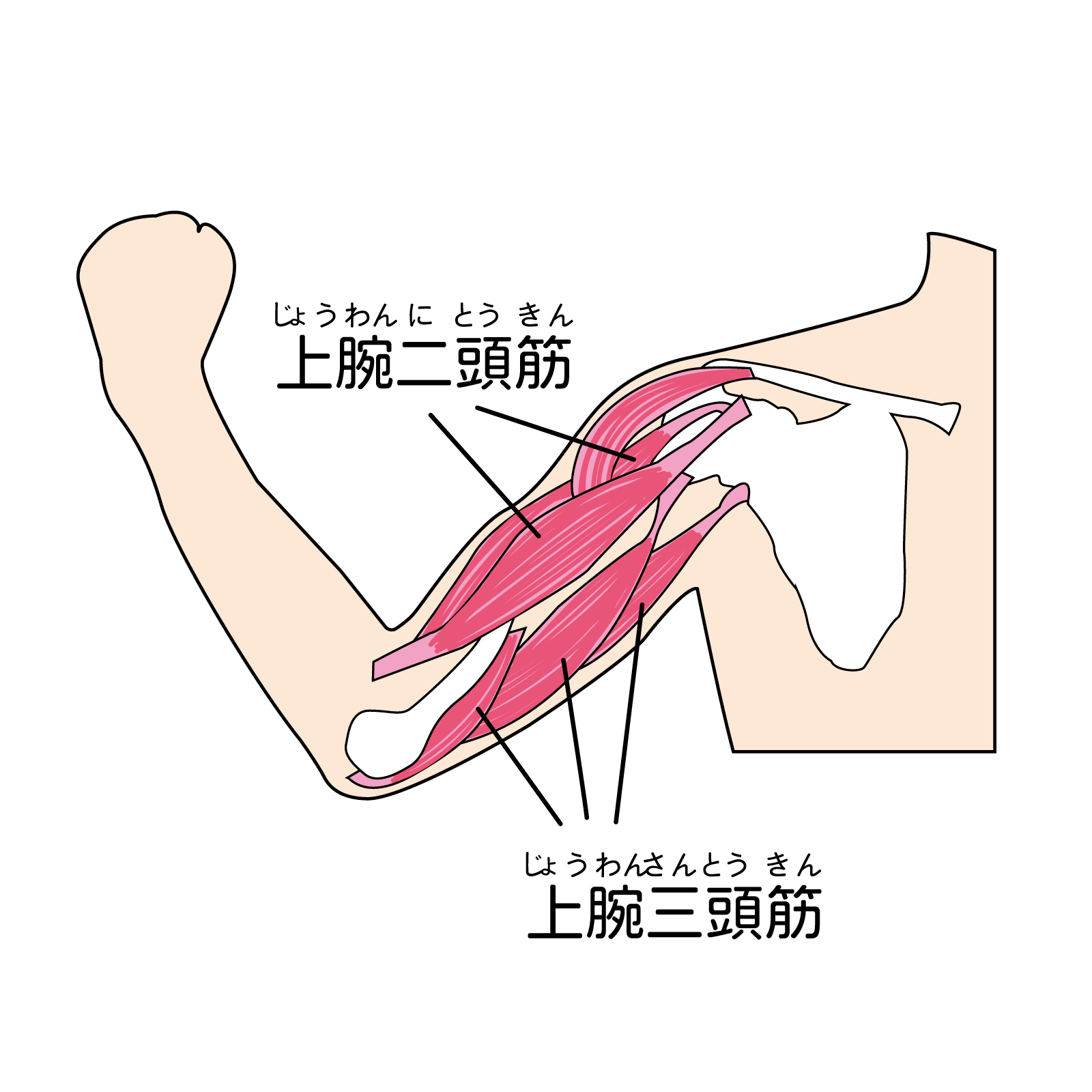 二の腕の引き締めに効く筋トレを紹介！鍛え方のポイントも解説 Real Workout 1346